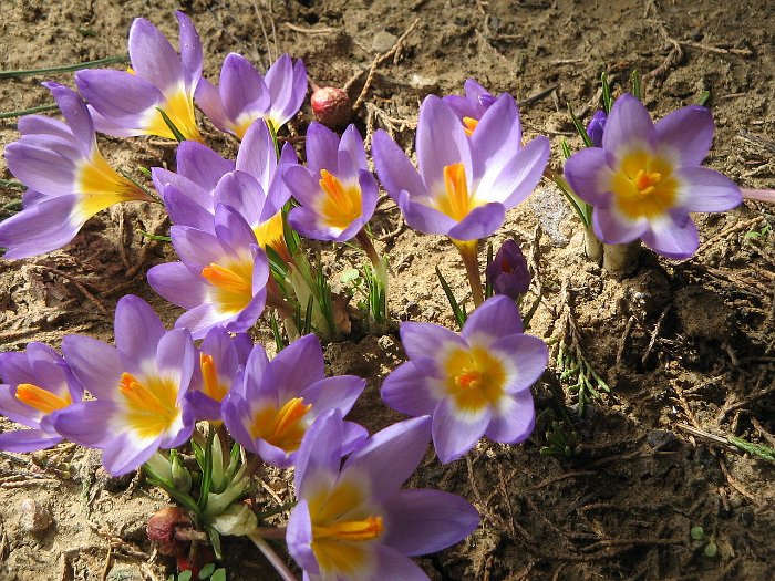 Crocus sieberi 'Tricolor' pergola